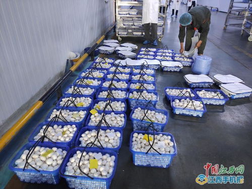 江西中田投資12億工廠化生產(chǎn)有機(jī)蘑菇，開啟現(xiàn)代農(nóng)業(yè)新篇章